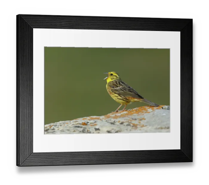 Framed Print : Yellow hammer (Emberiza citrinella) male, singing, Pyrenees, Spain. July Framed Print : Yellow hammer (Emberiza citrinella) male, singing, Pyrenees, Spain. July