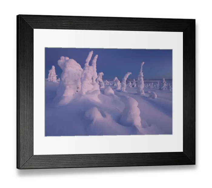 Framed Print : Frozen, snow-covered trees, Riisitunturi National Park, Finland. January, 2024 Framed Print : Frozen, snow-covered trees, Riisitunturi National Park, Finland. January, 2024