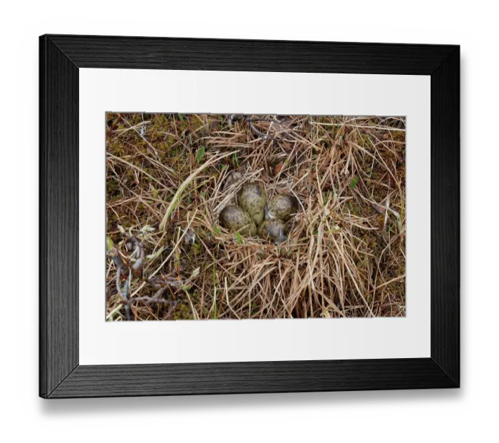 Framed Print : Ruff (Calidris pugnax) nest with eggs, Varanger, Norway. June Framed Print : Ruff (Calidris pugnax) nest with eggs, Varanger, Norway. June