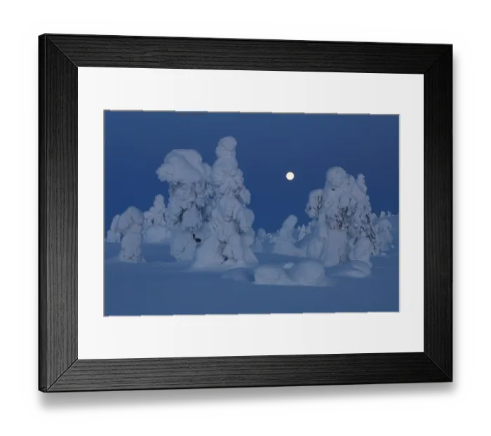 Framed Print : Full moon over frozen, snow-covered trees, Riisitunturi National Park, Finland. January, 2024 Framed Print : Full moon over frozen, snow-covered trees, Riisitunturi National Park, Finland. January, 2024