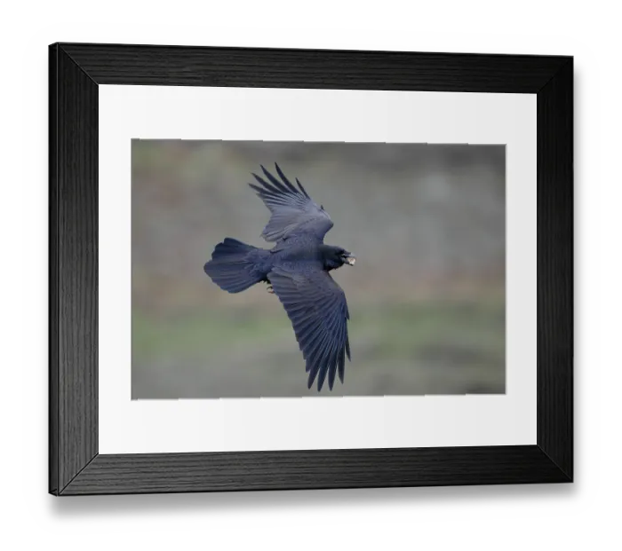 Framed Print : Raven (Corvus corax) in flight, La Rioja, Spain. December Framed Print : Raven (Corvus corax) in flight, La Rioja, Spain. December