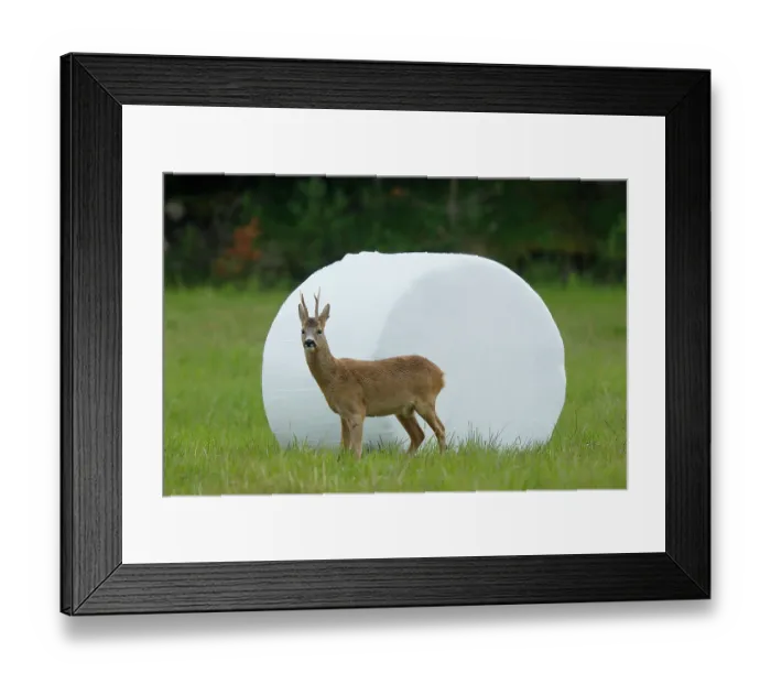Framed Print : Roe deer (Capreolus capreolus) male, standing in front of a bale of grass in field, Flatanger, Norway. July Framed Print : Roe deer (Capreolus capreolus) male, standing in front of a bale of grass in field, Flatanger, Norway. July