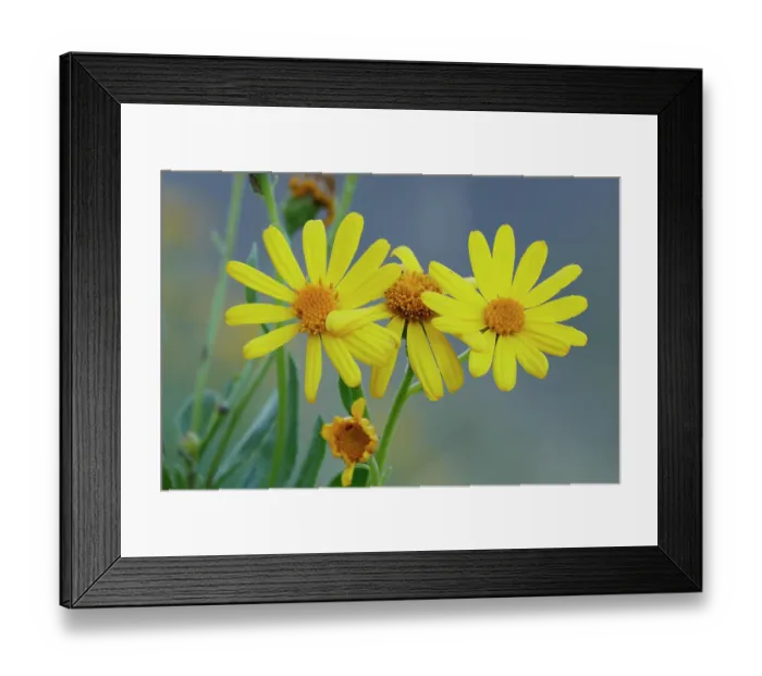 Framed Print : Pyrenean ragwort (Senecio pyrenaicus) in flower, Pyrenees, Huesca, Spain. August Framed Print : Pyrenean ragwort (Senecio pyrenaicus) in flower, Pyrenees, Huesca, Spain. August