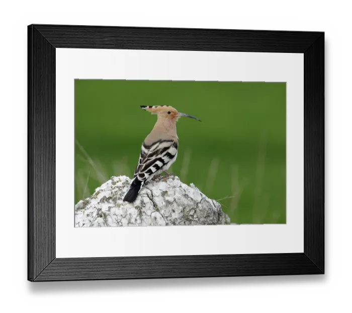 Framed Print : RF - Hoopoe (Upupa epops) perched on a rock, Navarre, Spain. March. (This image may be licensed either as rights managed or royalty free.) Framed Print : RF - Hoopoe (Upupa epops) perched on a rock, Navarre, Spain. March. (This image may be licensed either as rights managed or royalty free.)