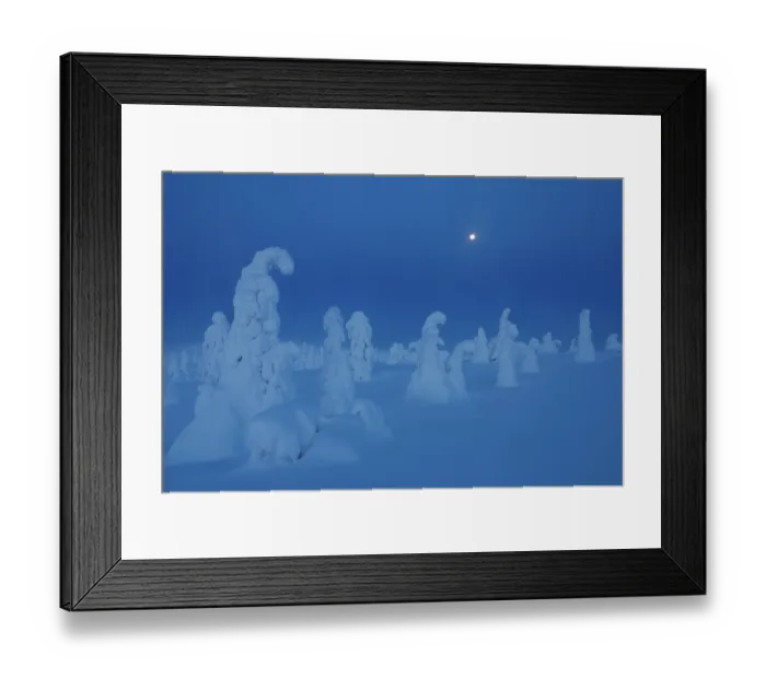 Framed Print : Full moon over frozen, snow-covered trees, Riisitunturi National Park, Finland. January, 2024 Framed Print : Full moon over frozen, snow-covered trees, Riisitunturi National Park, Finland. January, 2024