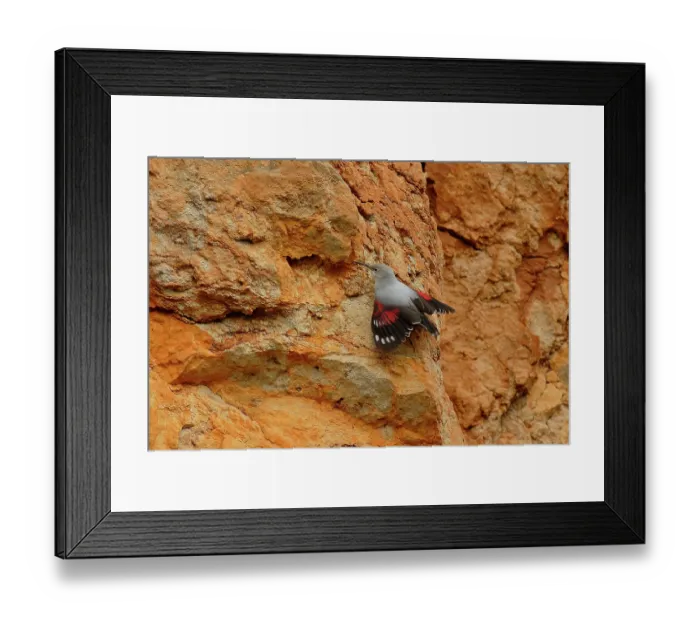 Framed Print : Wallcreeper (Tichodroma muraria) on rock face, Cantabria, Spain. December Framed Print : Wallcreeper (Tichodroma muraria) on rock face, Cantabria, Spain. December