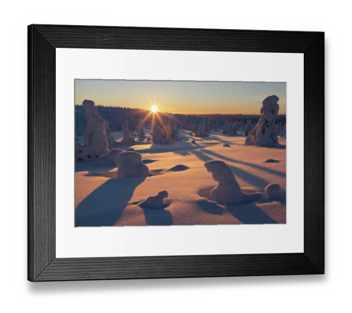 Framed Print : Frozen, snow-covered trees backlit by winter sunset, Riisitunturi National Park, Finland. January, 2024 Framed Print : Frozen, snow-covered trees backlit by winter sunset, Riisitunturi National Park, Finland. January, 2024