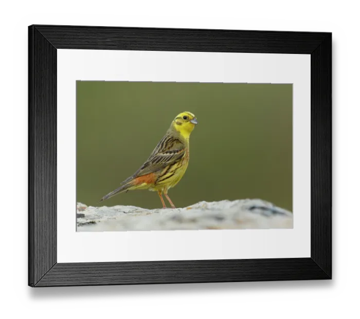 Framed Print : Yellow hammer (Emberiza citrinella) male, portrait, Pyrenees, Spain. July Framed Print : Yellow hammer (Emberiza citrinella) male, portrait, Pyrenees, Spain. July