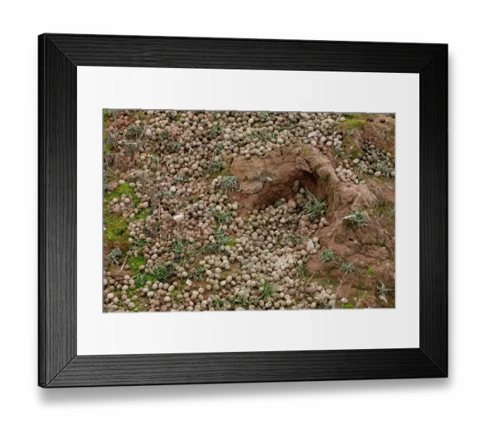 Framed Print : Rabbit (Oryctolagus cuniculus) droppings, La Rioja, Spain. January Framed Print : Rabbit (Oryctolagus cuniculus) droppings, La Rioja, Spain. January