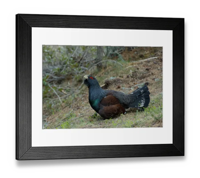 Framed Print : Capercaillie (Tetrao urogallus) male, portrait, Pyrenees, Spain. May Framed Print : Capercaillie (Tetrao urogallus) male, portrait, Pyrenees, Spain. May