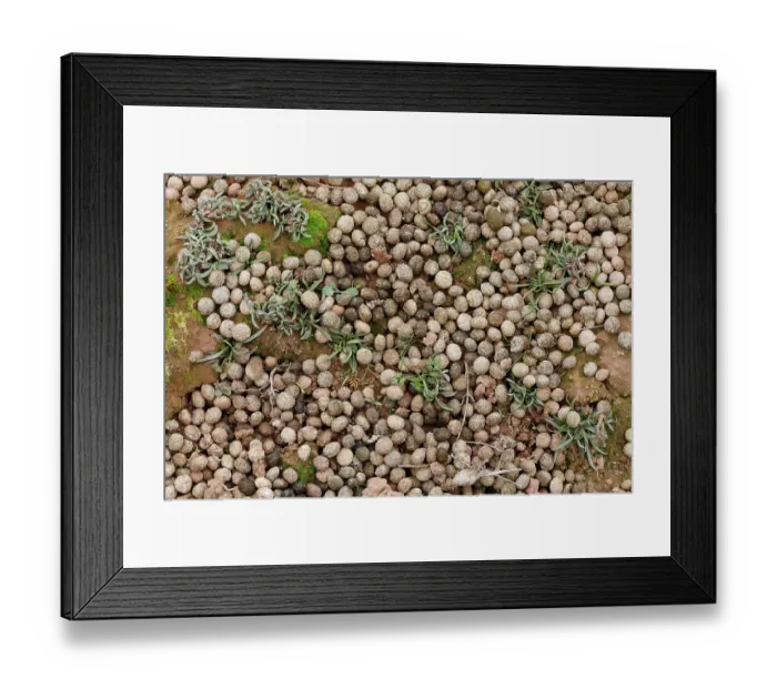 Framed Print : Rabbit (Oryctolagus cuniculus) droppings, La Rioja, Spain. January Framed Print : Rabbit (Oryctolagus cuniculus) droppings, La Rioja, Spain. January