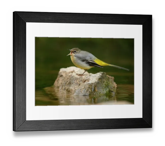 Framed Print : Grey wagtail (Motacilla cinerea) perched on a stone in a river, calling, La Rioja, Spain. August Framed Print : Grey wagtail (Motacilla cinerea) perched on a stone in a river, calling, La Rioja, Spain. August