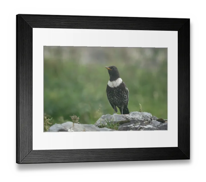 Framed Print : Ring ouzel (Turdus torquatus) male, perched on a rock, Pyrenees, Spain. June Framed Print : Ring ouzel (Turdus torquatus) male, perched on a rock, Pyrenees, Spain. June