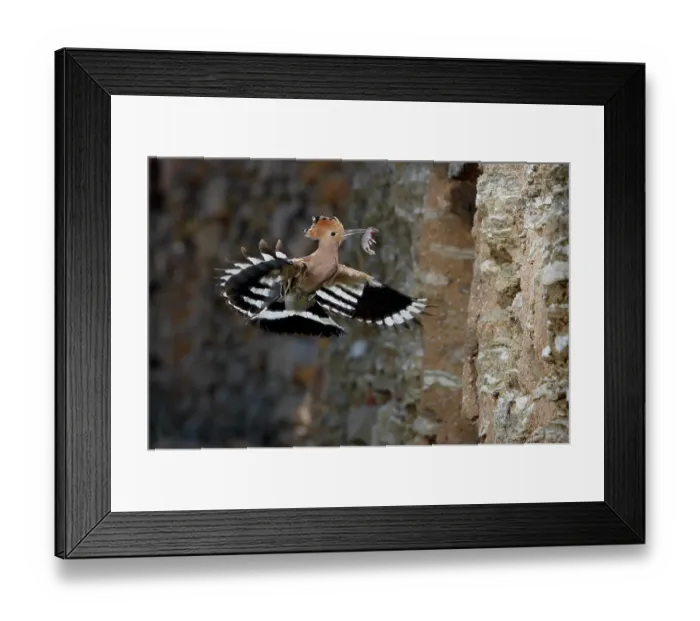 Framed Print : Hoopoe (Upupa epops) in flight carrying a newborn mouse prey in beak to feed chicks. The nest is in a hole on the wall, Navarre, Spain. May Framed Print : Hoopoe (Upupa epops) in flight carrying a newborn mouse prey in beak to feed chicks. The nest is in a hole on the wall, Navarre, Spain. May