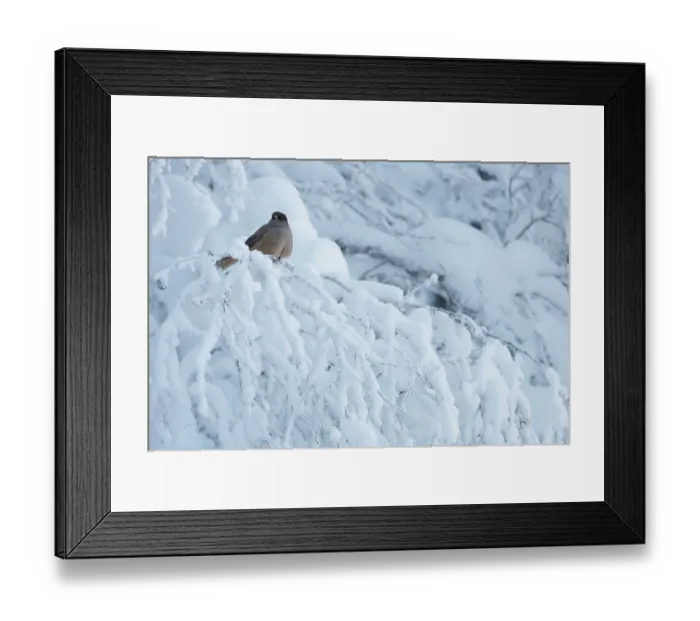 Framed Print : Siberian jay (Perisoreus infaustus) perched in snow-covered tree, Oulanka National Park, Finland. January Framed Print : Siberian jay (Perisoreus infaustus) perched in snow-covered tree, Oulanka National Park, Finland. January