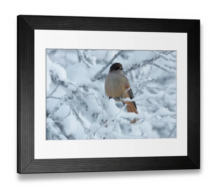 Framed Print : Siberian jay (Perisoreus infaustus) perched in snow-covered tree, Oulanka National Park, Finland. January Framed Print : Siberian jay (Perisoreus infaustus) perched in snow-covered tree, Oulanka National Park, Finland. January