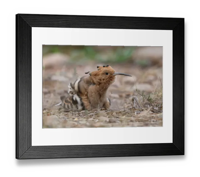 Framed Print : Hoopoe (Upupa epops) having a sand bath, La Rioja, Spain. July Framed Print : Hoopoe (Upupa epops) having a sand bath, La Rioja, Spain. July