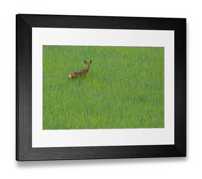 Framed Print : RF - Roe deer (Capreolus capreolus) female, standing alert in a cereal field, La Rioja, Spain. May. (This image may be licensed either as rights managed or royalty free.) Framed Print : RF - Roe deer (Capreolus capreolus) female, standing alert in a cereal field, La Rioja, Spain. May. (This image may be licensed either as rights managed or royalty free.)