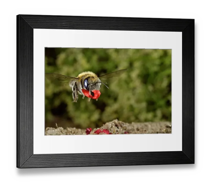 Framed Print : Poppy bee (Osmia papaveris) carrying bundled pieces of petals from Common poppy (Papaver rhoeas) used to line nest. Bamberg, Germany. June Framed Print : Poppy bee (Osmia papaveris) carrying bundled pieces of petals from Common poppy (Papaver rhoeas) used to line nest. Bamberg, Germany. June