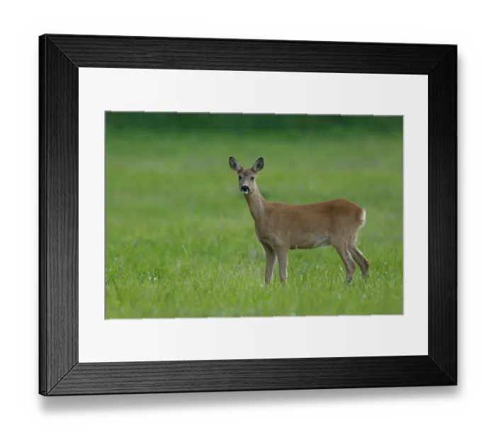 Framed Print : RF - Roe deer (Capreolus capreolus) female, standing in grassland, Flatanger, Norway. July. (This image may be licensed either as rights managed or royalty free.) Framed Print : RF - Roe deer (Capreolus capreolus) female, standing in grassland, Flatanger, Norway. July. (This image may be licensed either as rights managed or royalty free.)