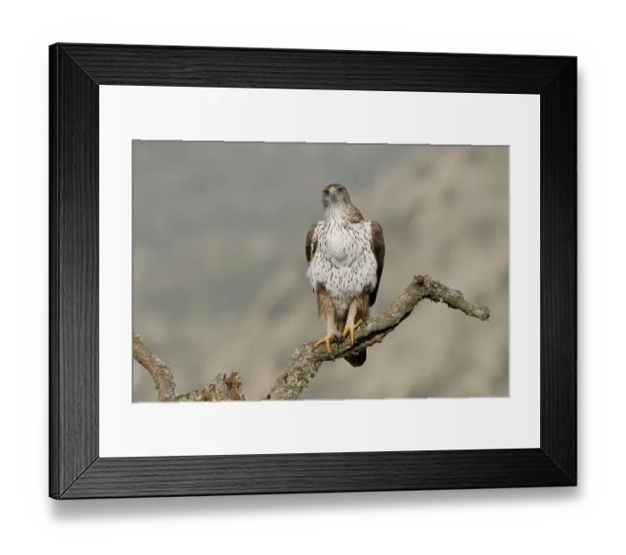 Framed Print : Bonelli's eagle (Aquila fasciata) male, perched on a branch, Zamora, Spain. December Framed Print : Bonelli's eagle (Aquila fasciata) male, perched on a branch, Zamora, Spain. December