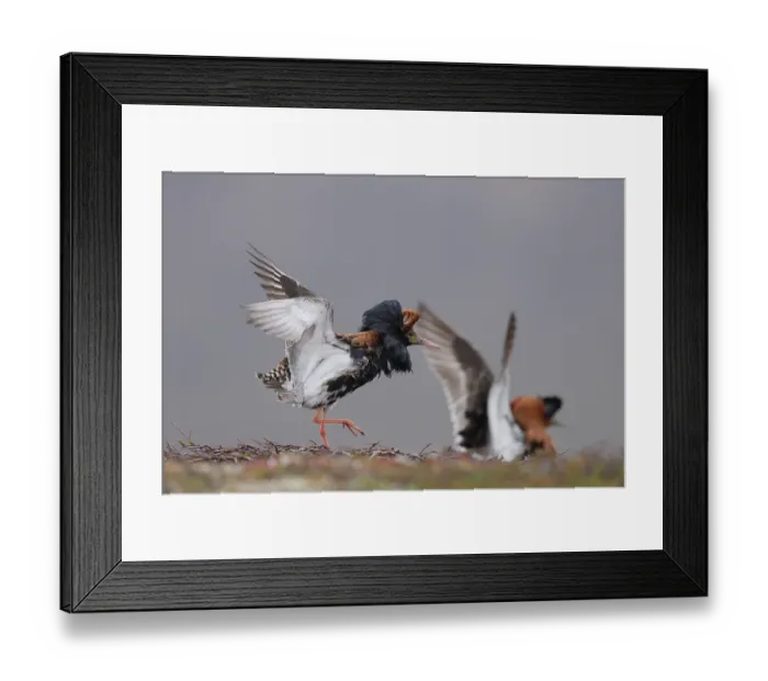 Framed Print : RF - Two Ruff (Calidris pugnax) males fighting at lekking site, Varanger, Norway. June. (This image may be licensed either as rights managed or royalty free.) Framed Print : RF - Two Ruff (Calidris pugnax) males fighting at lekking site, Varanger, Norway. June. (This image may be licensed either as rights managed or royalty free.)