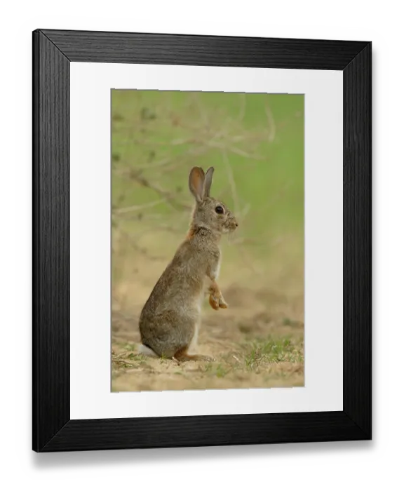 Framed Print : RF - European rabbit (Oryctolagus cuniculus) sitting on hind legs, alert, La Rioja, Spain. April. (This image may be licensed either as rights managed or royalty free.) Framed Print : RF - European rabbit (Oryctolagus cuniculus) sitting on hind legs, alert, La Rioja, Spain. April. (This image may be licensed either as rights managed or royalty free.)