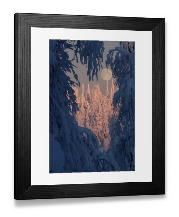 Framed Print : RF - Full moon seen through snow-covered trees, Riisitunturi National Park, Finland. January, 2024. (This image may be licensed either as rights managed or royalty free.) Framed Print : RF - Full moon seen through snow-covered trees, Riisitunturi National Park, Finland. January, 2024. (This image may be licensed either as rights managed or royalty free.)
