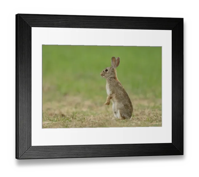 Framed Print : RF - European rabbit (Oryctolagus cuniculus) sitting on hind legs, alert, La Rioja, Spain. April. (This image may be licensed either as rights managed or royalty free.) Framed Print : RF - European rabbit (Oryctolagus cuniculus) sitting on hind legs, alert, La Rioja, Spain. April. (This image may be licensed either as rights managed or royalty free.)