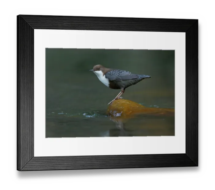 Framed Print : RF - White-throated dipper (Cinclus cinclus) perched on a river stone, La Rioja, Spain. October. (This image may be licensed either as rights managed or royalty free.) Framed Print : RF - White-throated dipper (Cinclus cinclus) perched on a river stone, La Rioja, Spain. October. (This image may be licensed either as rights managed or royalty free.)