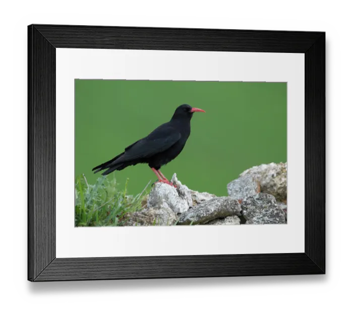 Framed Print : RF - Red-billed chough (Pyrrhocorax pyrrhocorax) perched on a rock, portrait, Navarre, Spain. April. (This image may be licensed either as rights managed or royalty free.) Framed Print : RF - Red-billed chough (Pyrrhocorax pyrrhocorax) perched on a rock, portrait, Navarre, Spain. April. (This image may be licensed either as rights managed or royalty free.)