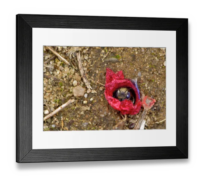 Framed Print : Poppy bee (Osmia papaveris) emerging from nest lined with pieces of petals from Common poppy (Papaver rhoeas) to collect nest building materials. Bamberg, Germany. June Framed Print : Poppy bee (Osmia papaveris) emerging from nest lined with pieces of petals from Common poppy (Papaver rhoeas) to collect nest building materials. Bamberg, Germany. June