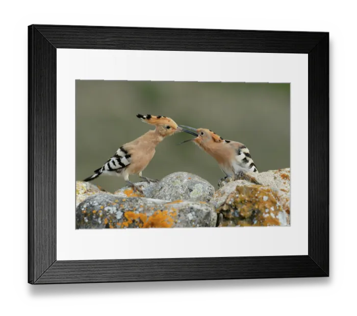 Framed Print : Hoopoe (Upupa epops) feeding a fledgling chick. La Rioja, Spain. May Framed Print : Hoopoe (Upupa epops) feeding a fledgling chick. La Rioja, Spain. May