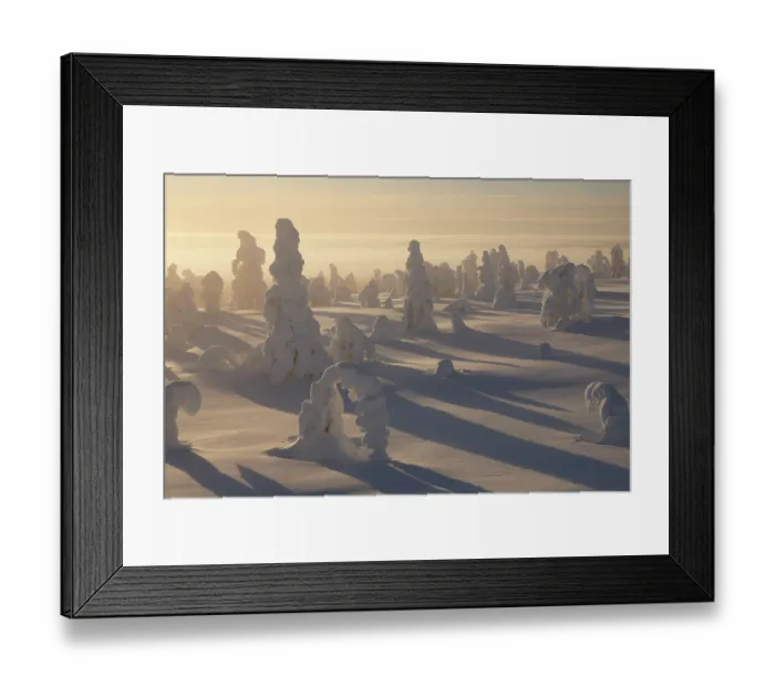 Framed Print : RF - Snow-covered trees backlit by hazy sunlight, Riisitunturi National Park, Finland. January, 2024. (This image may be licensed either as rights managed or royalty free.) Framed Print : RF - Snow-covered trees backlit by hazy sunlight, Riisitunturi National Park, Finland. January, 2024. (This image may be licensed either as rights managed or royalty free.)