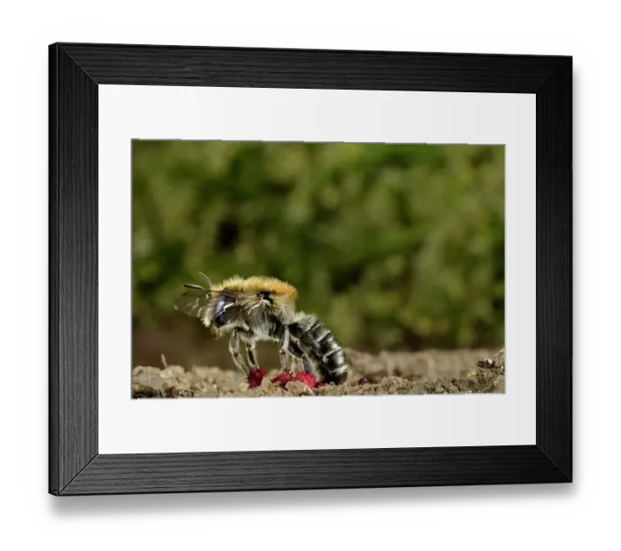 Framed Print : Poppy bee (Osmia papaveris) emerging from nest lined with pieces of petals from Common poppy (Papaver rhoeas) to collect nest building materials. Bamberg, Germany. June Framed Print : Poppy bee (Osmia papaveris) emerging from nest lined with pieces of petals from Common poppy (Papaver rhoeas) to collect nest building materials. Bamberg, Germany. June