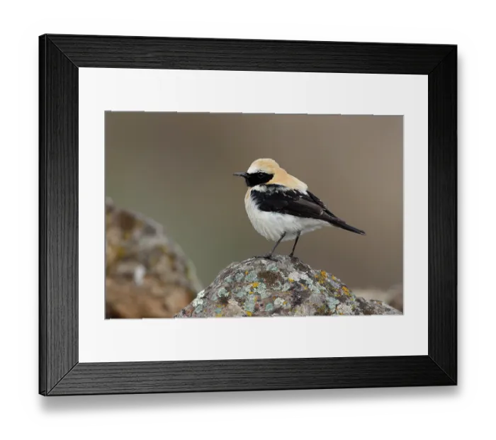 Framed Print : RF - Black-eared wheatear (Oenanthe hispanica) male, perched on a rock, portrait, Ciudad Real, Spain. April. (This image may be licensed either as rights managed or royalty free.) Framed Print : RF - Black-eared wheatear (Oenanthe hispanica) male, perched on a rock, portrait, Ciudad Real, Spain. April. (This image may be licensed either as rights managed or royalty free.)