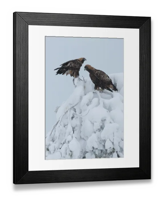 Framed Print : Two Golden eagles (Aquila chrysaetos) perched in top of snow-covered tree, Oulanka National Park, Finland. January Framed Print : Two Golden eagles (Aquila chrysaetos) perched in top of snow-covered tree, Oulanka National Park, Finland. January