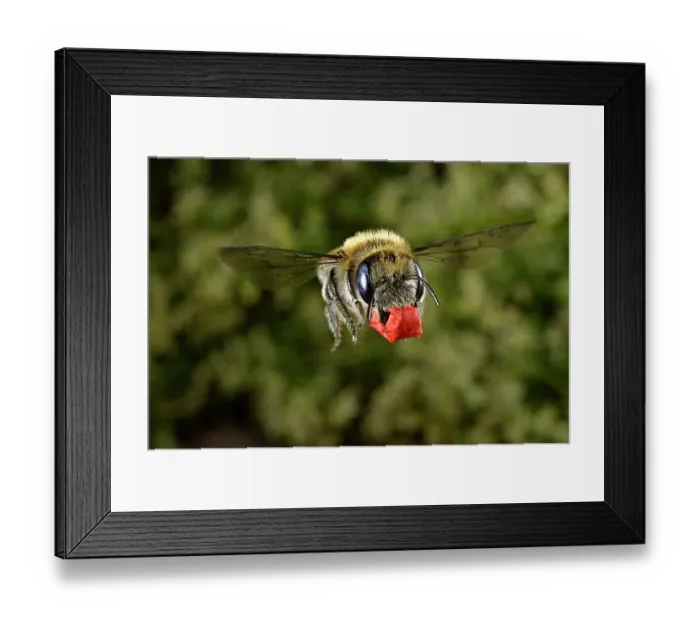 Framed Print : Poppy bee (Osmia papaveris) carrying bundled pieces of petals from Common poppy (Papaver rhoeas) used to line nest. Bamberg, Germany. June Framed Print : Poppy bee (Osmia papaveris) carrying bundled pieces of petals from Common poppy (Papaver rhoeas) used to line nest. Bamberg, Germany. June