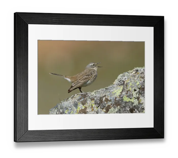 Framed Print : Water pipit (Anthus spinoletta) perched on a rock singing, Pyrenees, Spain. April Framed Print : Water pipit (Anthus spinoletta) perched on a rock singing, Pyrenees, Spain. April