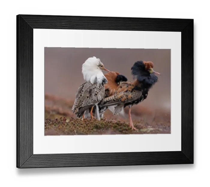 Framed Print : RF - Two Ruff (Calidris pugnax) males displaying at lekking site, Varanger, Norway. June. (This image may be licensed either as rights managed or royalty free.) Framed Print : RF - Two Ruff (Calidris pugnax) males displaying at lekking site, Varanger, Norway. June. (This image may be licensed either as rights managed or royalty free.)