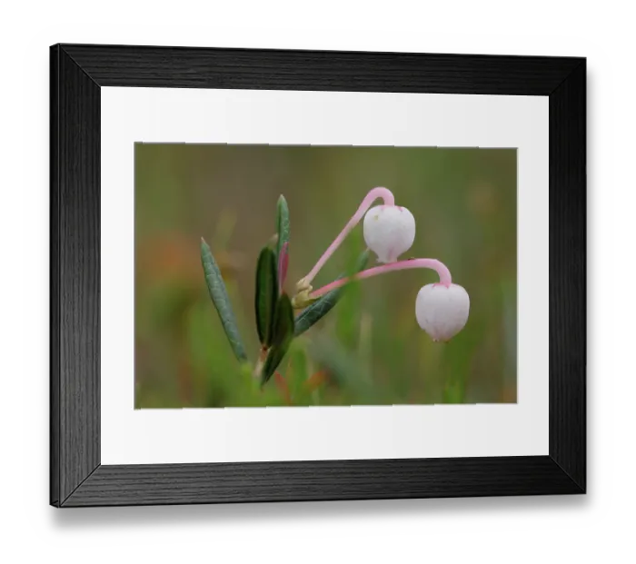Framed Print : Bog rosemary (Andromeda polifolia) in flower, Saariselka, Finland. June Framed Print : Bog rosemary (Andromeda polifolia) in flower, Saariselka, Finland. June