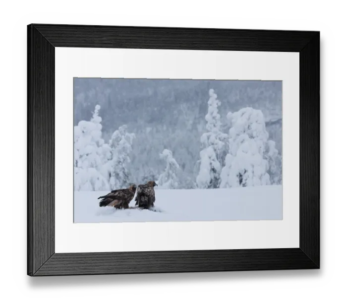 Framed Print : RF - Two Golden eagles (Aquila chrysaetos) feeding on a carrion in snow, Oulanka National Park, Finland. January Framed Print : RF - Two Golden eagles (Aquila chrysaetos) feeding on a carrion in snow, Oulanka National Park, Finland. January