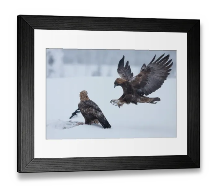 Framed Print : RF - Two Golden eagles (Aquila chrysaetos) feeding on a carrion in snow, Oulanka National Park, Finland. January Framed Print : RF - Two Golden eagles (Aquila chrysaetos) feeding on a carrion in snow, Oulanka National Park, Finland. January