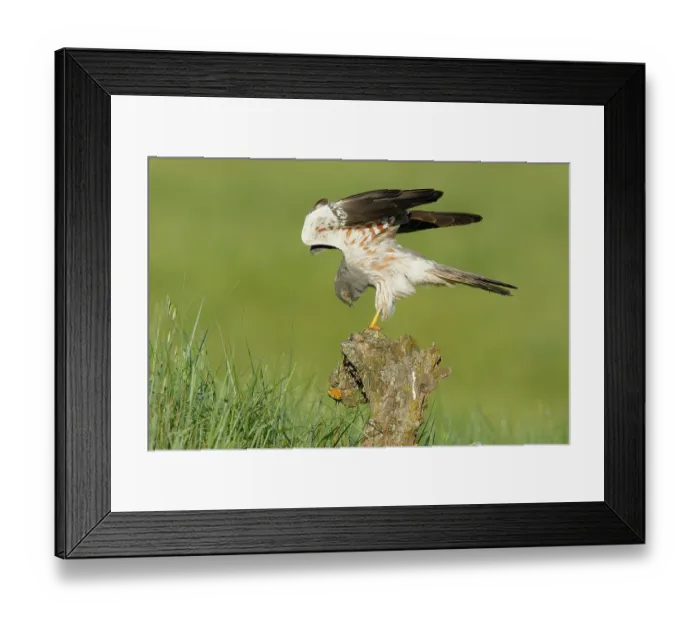 Framed Print : RF - Montagu's harrier (Circus pygargus) male stretching its wings, La Rioja, Spain. May. (This image may be licensed either as rights managed or royalty free.) Framed Print : RF - Montagu's harrier (Circus pygargus) male stretching its wings, La Rioja, Spain. May. (This image may be licensed either as rights managed or royalty free.)