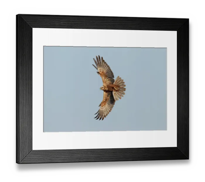 Framed Print : RF - Marsh harrier (Circus aeruginosus) female, in flight, La Rioja, Spain. March. (This image may be licensed either as rights managed or royalty free.) Framed Print : RF - Marsh harrier (Circus aeruginosus) female, in flight, La Rioja, Spain. March. (This image may be licensed either as rights managed or royalty free.)