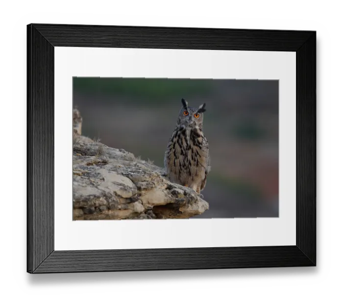 Framed Print : RF - Eagle owl (Bubo bubo) perched on a rock at dusk, La Rioja, Spain. October. (This image may be licensed either as rights managed or royalty free.) Framed Print : RF - Eagle owl (Bubo bubo) perched on a rock at dusk, La Rioja, Spain. October. (This image may be licensed either as rights managed or royalty free.)