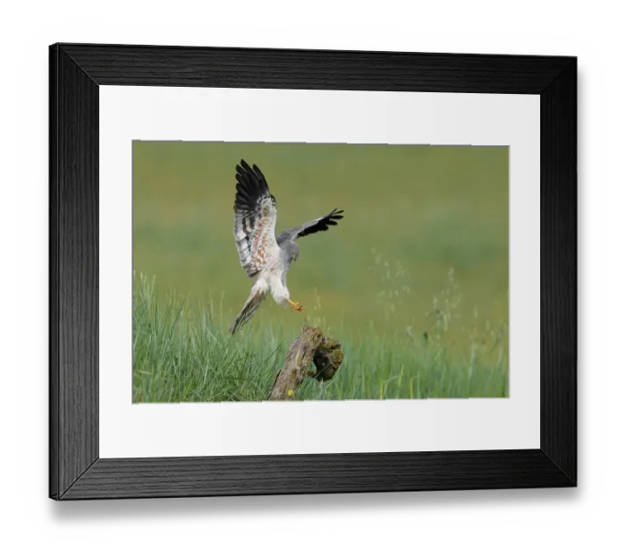 Framed Print : RF - Montagu's harrier (Circus pygargus) male, landing on tree stump, La Rioja, Spain. June. (This image may be licensed either as rights managed or royalty free.) Framed Print : RF - Montagu's harrier (Circus pygargus) male, landing on tree stump, La Rioja, Spain. June. (This image may be licensed either as rights managed or royalty free.)