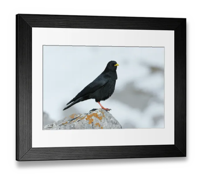 Framed Print : RF - Alpine chough (Pyrrhocorax graculus) perched on a rock, Picos de Europa National Park, Spain. April. (This image may be licensed either as rights managed or royalty free.) Framed Print : RF - Alpine chough (Pyrrhocorax graculus) perched on a rock, Picos de Europa National Park, Spain. April. (This image may be licensed either as rights managed or royalty free.)