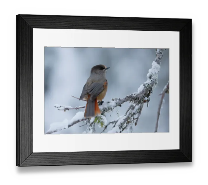 Framed Print : RF - Siberian jay (Perisoreus infaustus) perched on snow-covered branch, Oulanka National Park, Finland. January Framed Print : RF - Siberian jay (Perisoreus infaustus) perched on snow-covered branch, Oulanka National Park, Finland. January