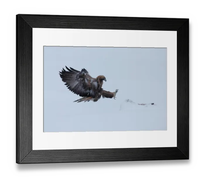 Framed Print : Golden eagle (Aquila chrysaetos) landing on snow, Oulanka National Park, Finland. January Framed Print : Golden eagle (Aquila chrysaetos) landing on snow, Oulanka National Park, Finland. January